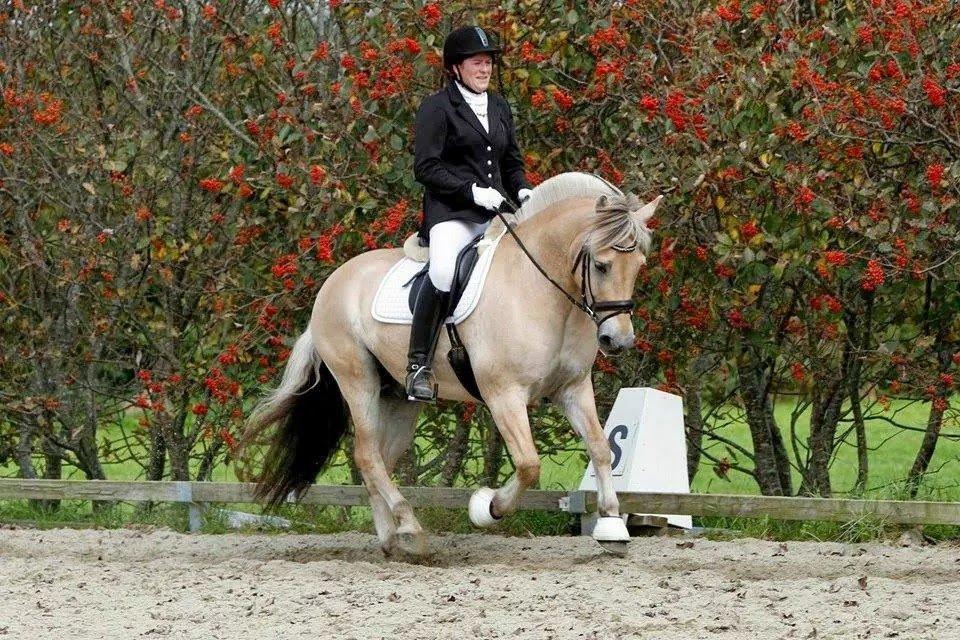 Fjordhest Bastian billede 19