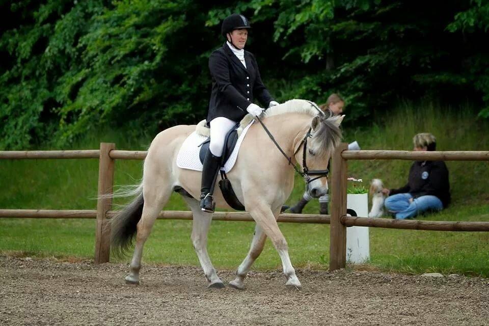 Fjordhest Bastian billede 20