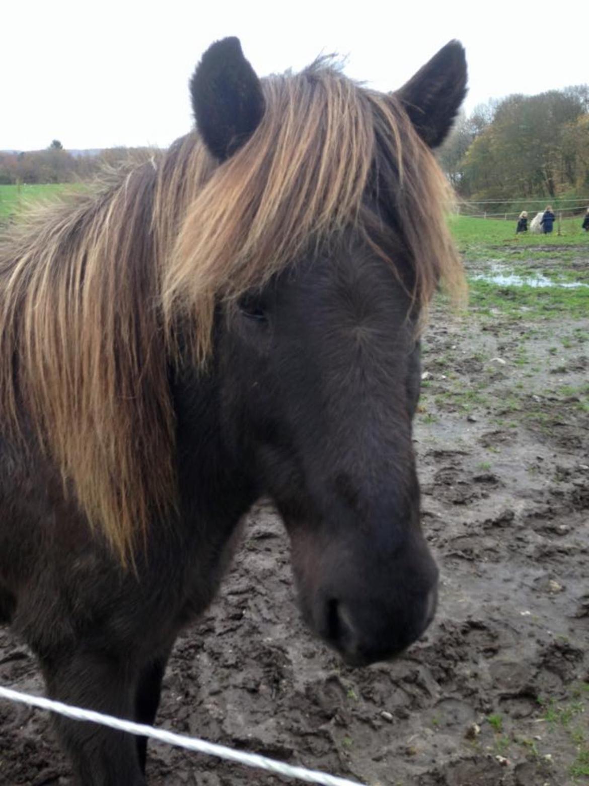 Islænder Stormur fra Skovly billede 20
