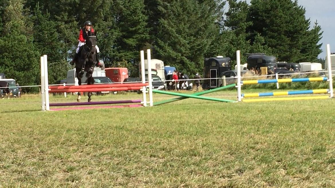 Dansk Varmblod things lucas billede 20