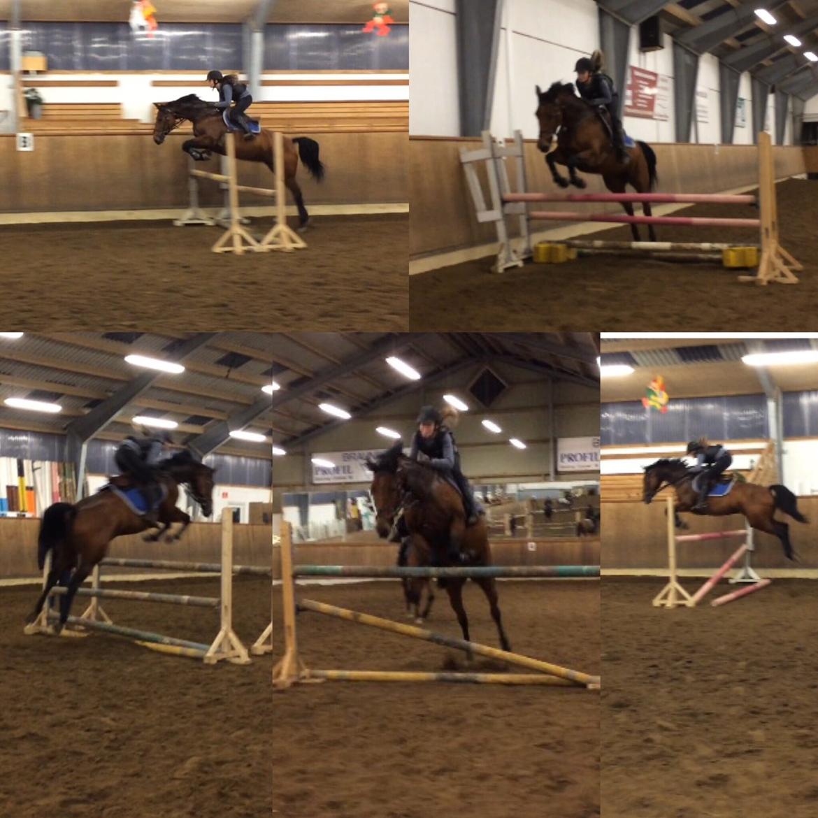 Polsk Varmblod Alvara billede 14