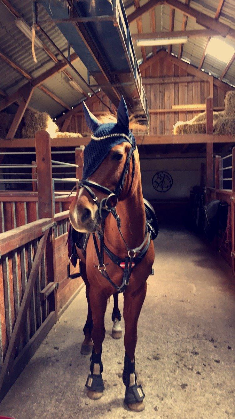 Anden særlig race EHC's Lamirz - Feeling good... billede 2