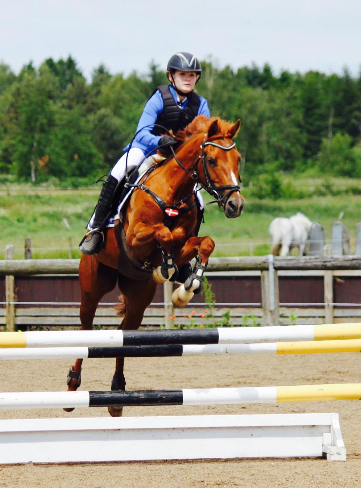 Anden særlig race EHC's Lamirz - LB2** yas billede 4