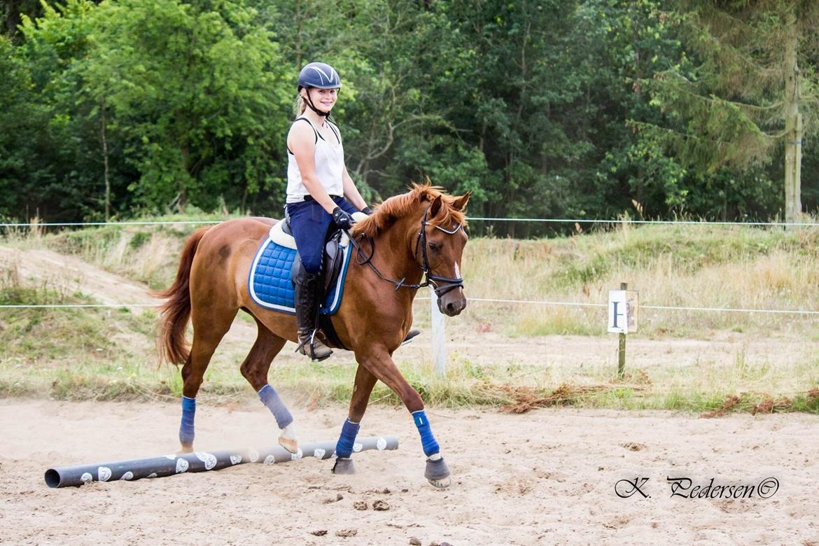 Anden særlig race EHC's Lamirz - Dressur... billede 7