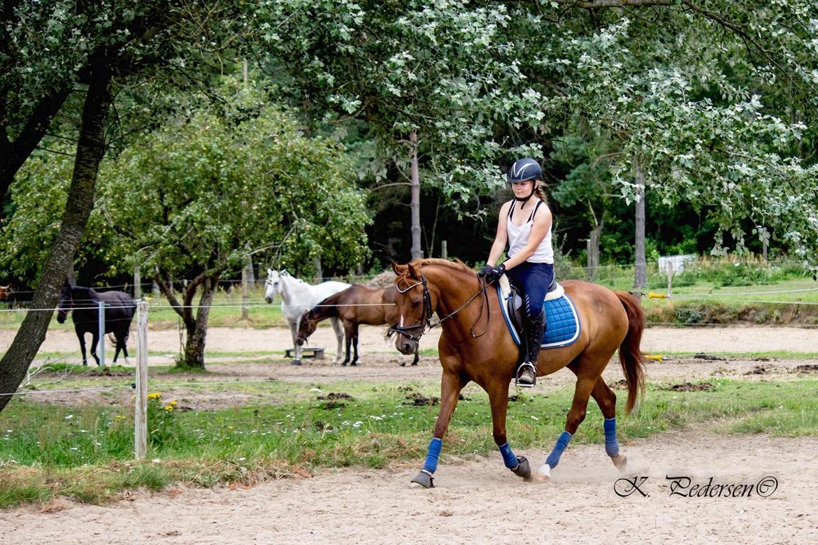 Anden særlig race EHC's Lamirz - .... billede 9