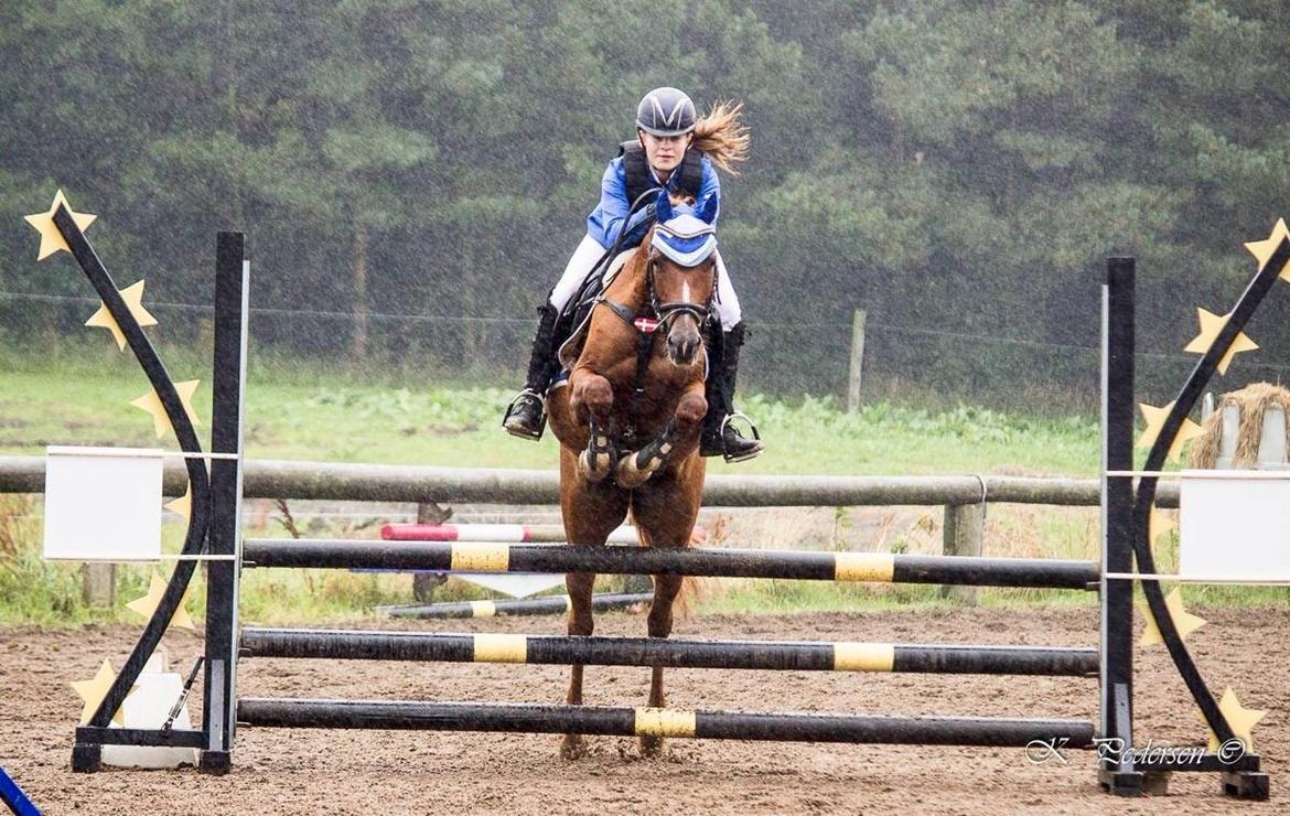 Anden særlig race EHC's Lamirz - bvadr stæven i regnvejr.. billede 10