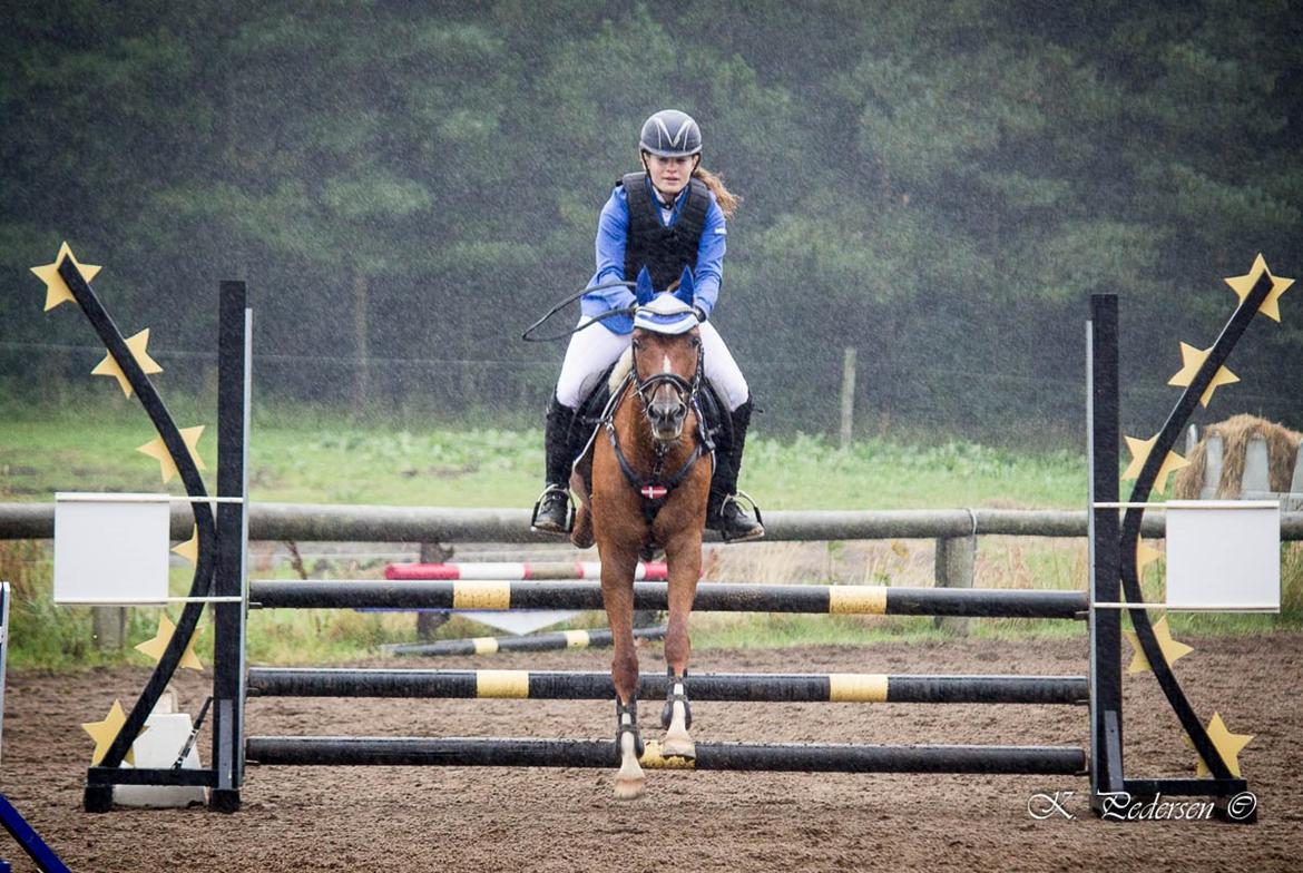 Anden særlig race EHC's Lamirz - bvadr... billede 11