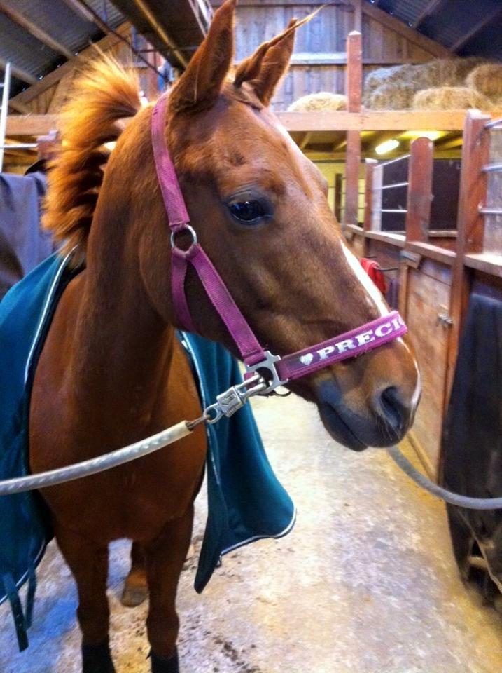 Anden særlig race EHC's Lamirz - Flawless! billede 13