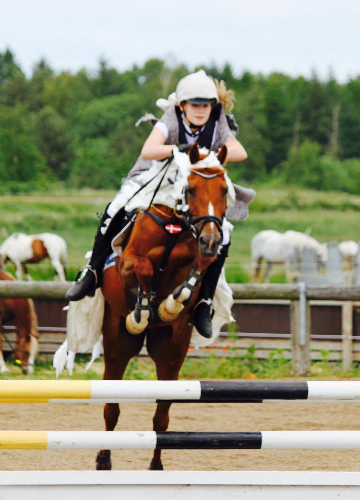 Anden særlig race EHC's Lamirz - Lamse som et lam.. billede 3