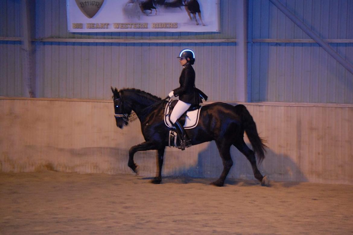 Welsh Partbred (Sec F) Chili´s Zappa billede 1