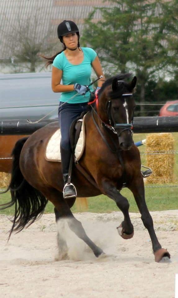 Welsh Partbred (Sec F) Chili´s Zappa billede 19