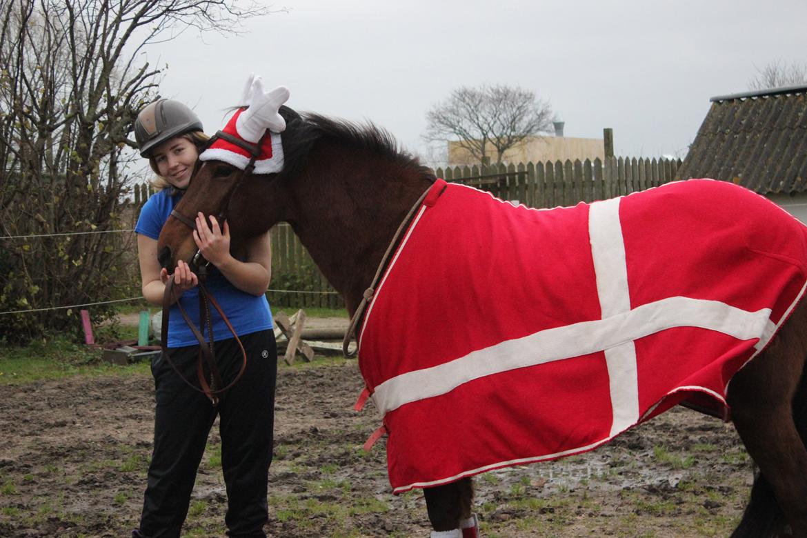 Anden særlig race Kit Kat (Stjerneponyen<3) - På min føzdau 06.12.15 <3 billede 2