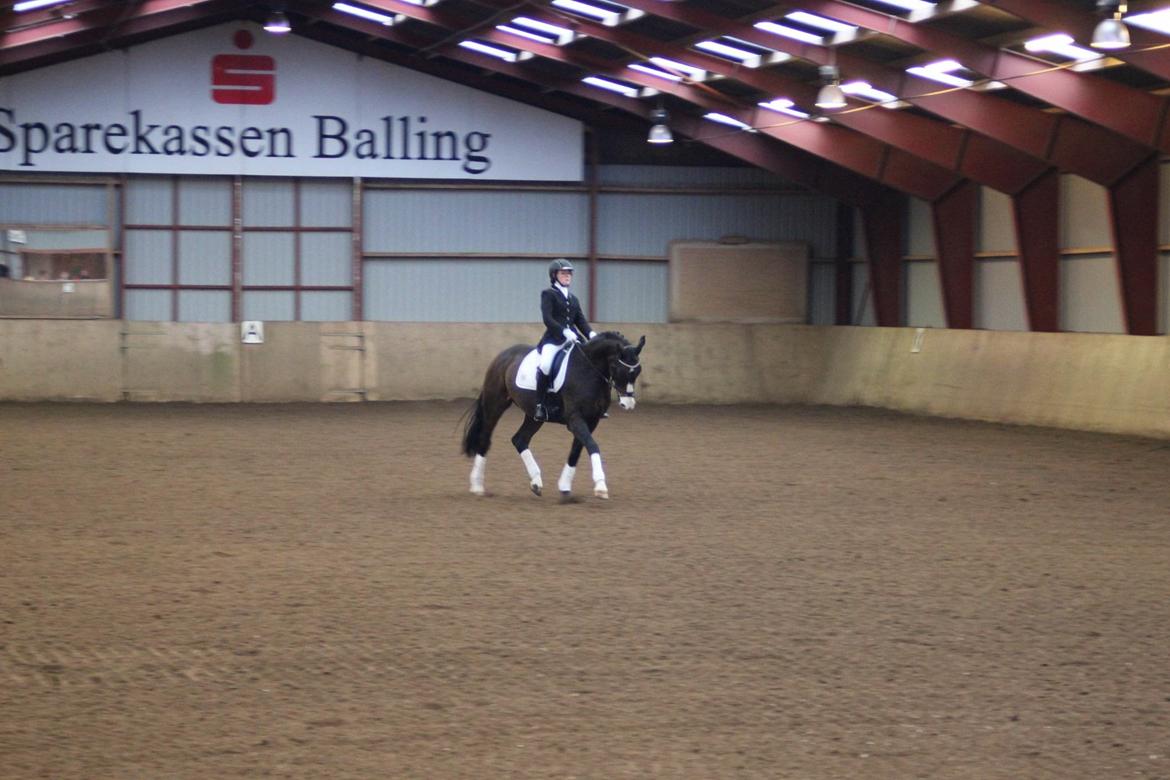 Tysk Varmblod A'kayzia - LA1 billede 5