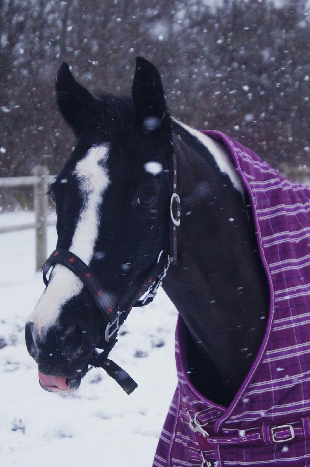 Paint Eskelunds Helga <3  - Så charmerne <3  billede 24