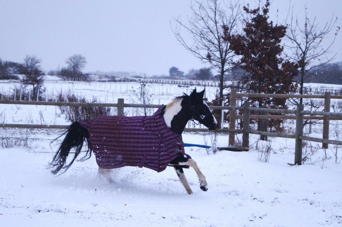 Paint Eskelunds Helga <3  - Vinteren 2015  billede 19