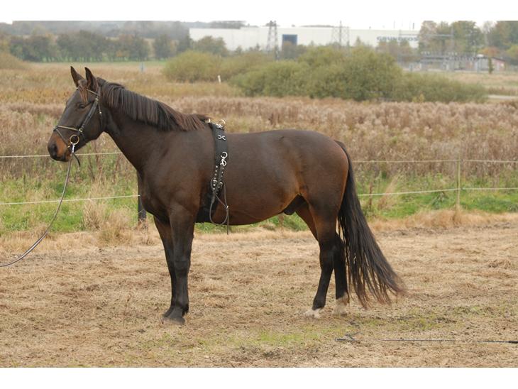 {{currentPhoto.altText}} billede {{currentPhoto.number}}