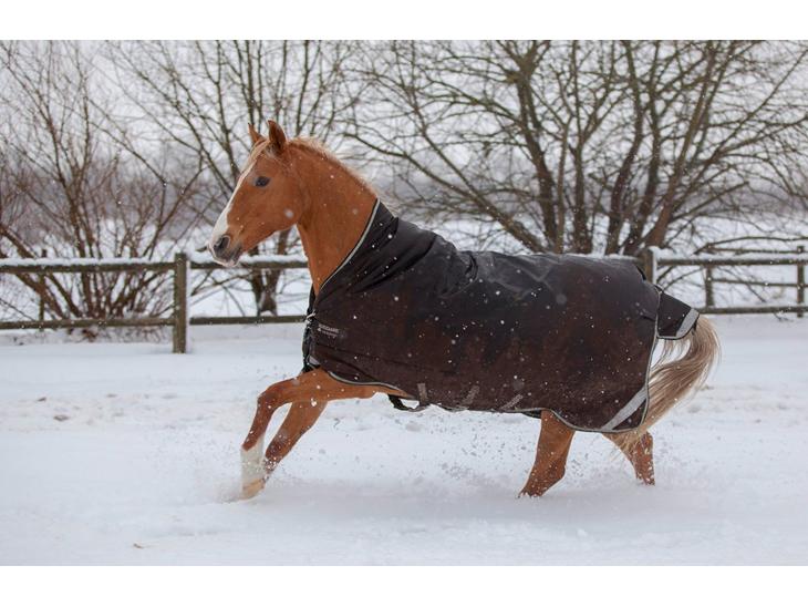 Anden særlig race Nikky billede 1
