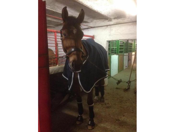 {{currentPhoto.altText}} billede {{currentPhoto.number}}