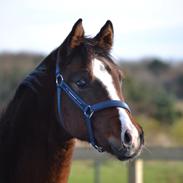 Dansk Varmblod Guldhøjs De Light