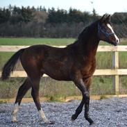 Dansk Varmblod Guldhøjs De Light