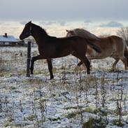 Dansk Varmblod Guldhøjs De Light