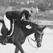 Welsh Partbred (Sec F) De Wijk's Aislin - A-pony