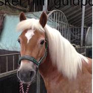 Haflinger Rikke steenberg