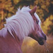 Tyroler Haflinger Umba II