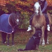 Tyroler Haflinger Umba II