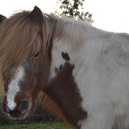 Shetlænder Tom