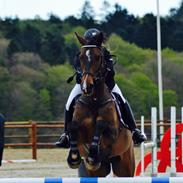 Dansk Varmblod Horns lord surprize