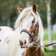 Irish Cob Dalsgaard´s Last Shadow