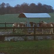 Haflinger Magrethe ll R