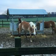 Haflinger Magrethe ll R