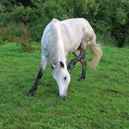 Anden særlig race Charlie