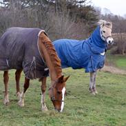 Fjordhest Dalmosegårdens Mateus