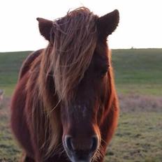 Shetlænder Cecilie