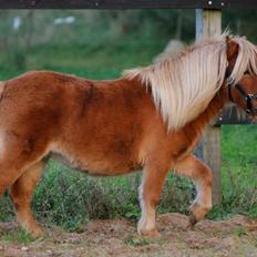 Shetlænder Selma Brøis