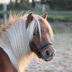 Shetlænder Selma Brøis