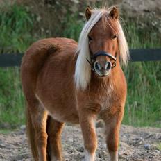 Shetlænder Selma Brøis