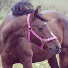 Anden særlig race Ericka