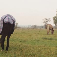 Anden særlig race Ericka
