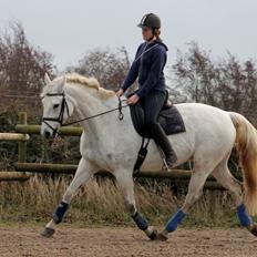 Dansk Varmblod Mr. soru