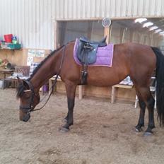 Anden særlig race Kokholms calypso