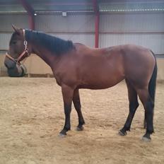 Anden særlig race Kokholms calypso