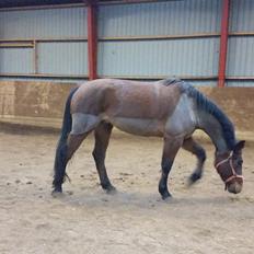 Anden særlig race Kokholms calypso