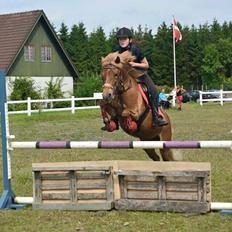 Islænder Roda fra Vestergaard<3