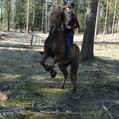 Islænder Roda fra Vestergaard<3
