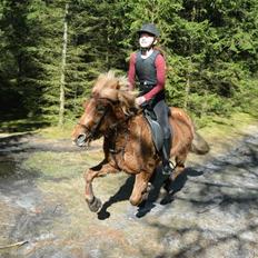 Islænder Roda fra Vestergaard<3