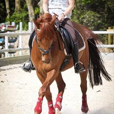 Hollandsk Sportspony Amazing Amigo *B-pony* 